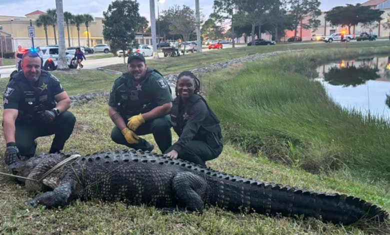 WATCH: Florida authorities remove 12-foot, 600-pound gator from pond near shopping mall: ‘Massive guy’