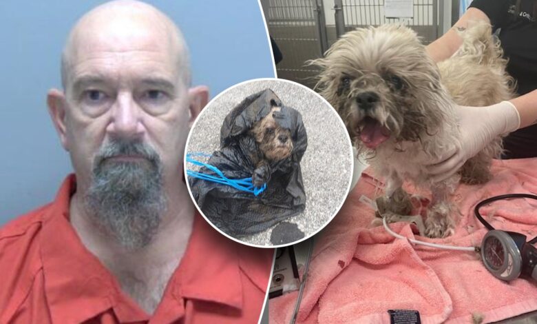 Shih Tzu rescued from dumpster after Florida man allegedly tied rope around her neck, stuffed in trash bag