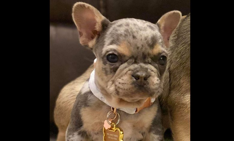 Suspected crime ring uses garage door hack to steal French bulldog puppy: police