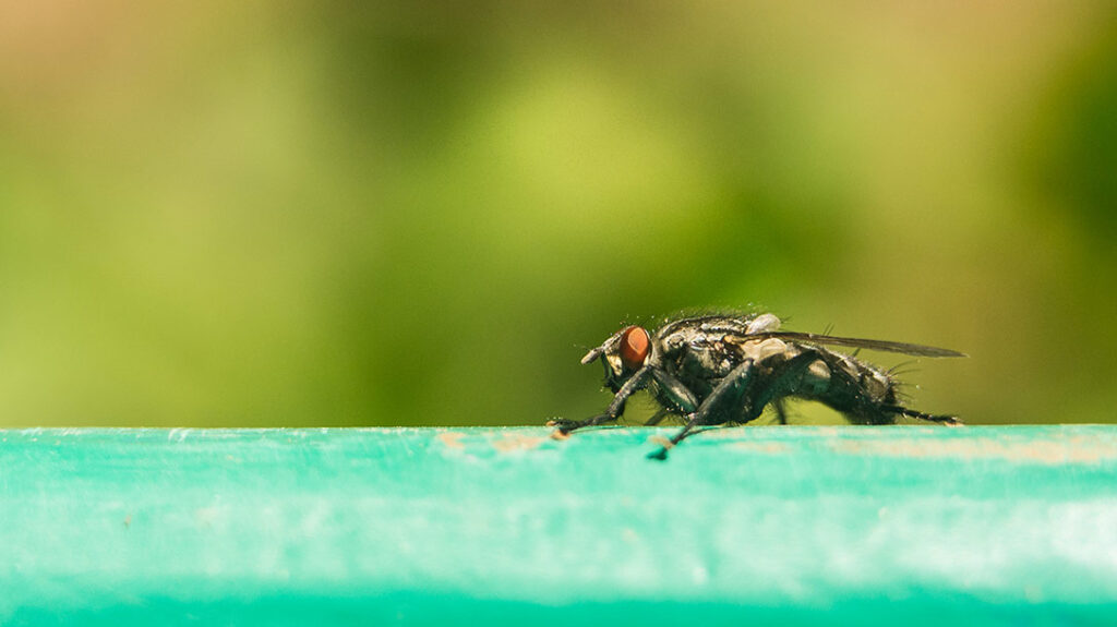 Killer Animals: Tsetse fly.