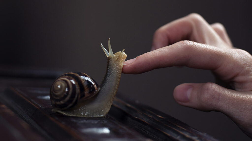 Killer Animals: Freshwater snails.