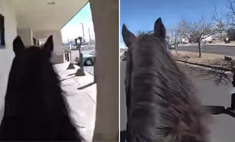 WATCH: Police officer on horseback chases suspected shoplifter