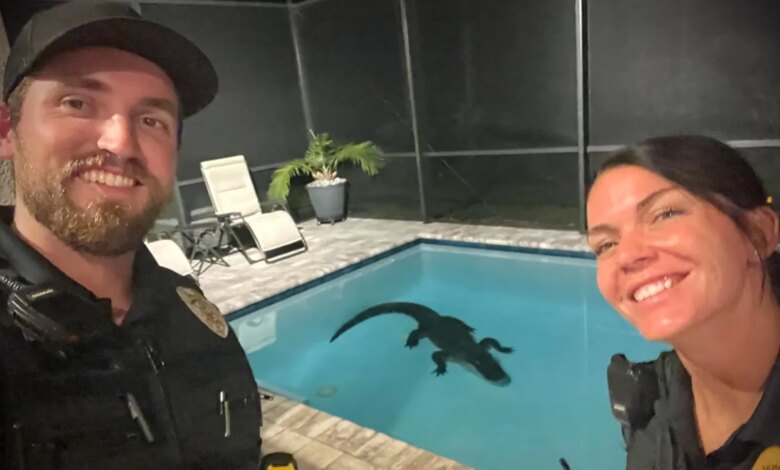 Florida officers remove 10-foot alligator that broke through backyard screen, entering resident's pool