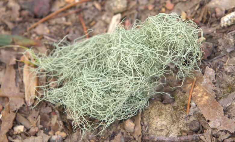 15 Astounding Usnea Benefits and Uses You Never Knew About