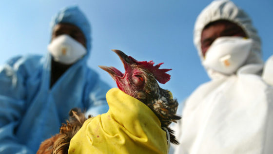 US Rulers Say There’s “No Evidence” Of Bird Flu Spreading to Humans