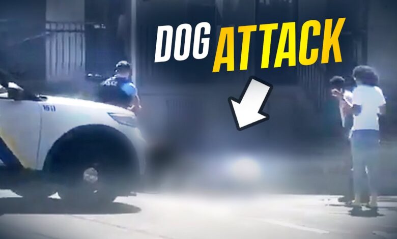 (Raw Video) 4 Vicious Dogs Start To Attack You … Would You Shoot?