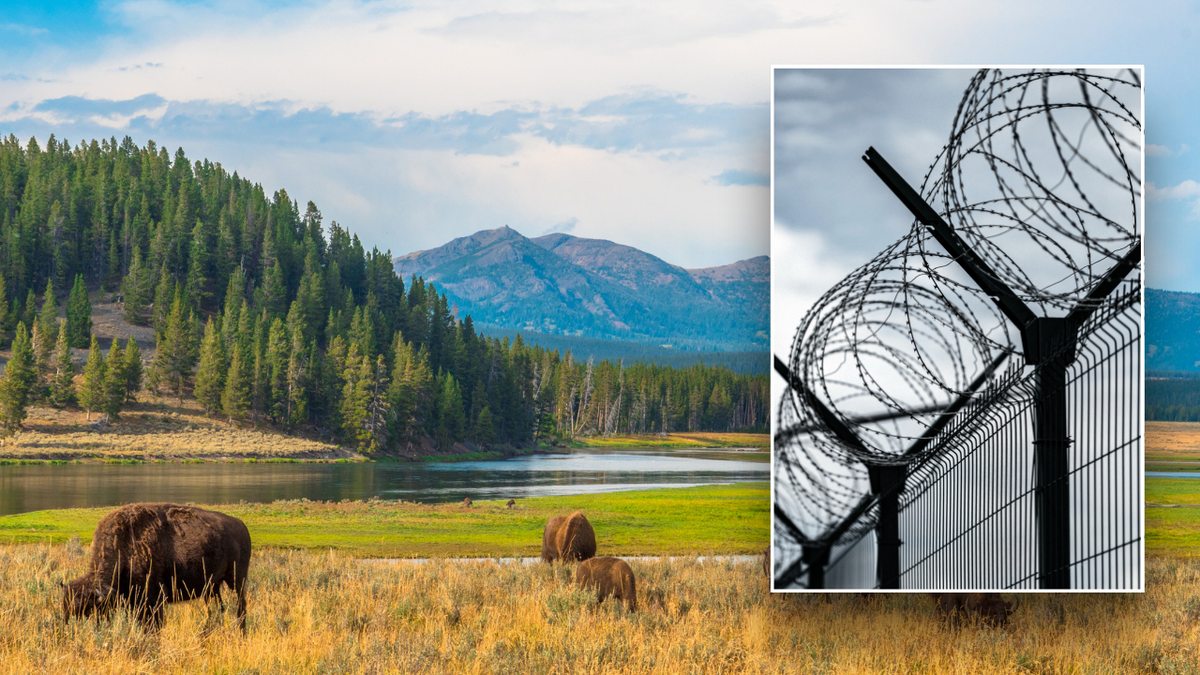 Split image of Yellowstone bisons and jail exteriors