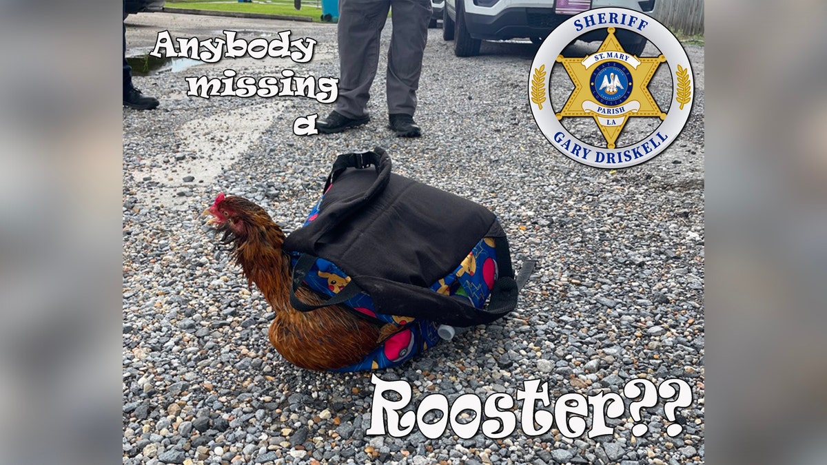 a chicken stuffed into a backpack with a graphic overlay reading "Anybody missing a Rooster?"