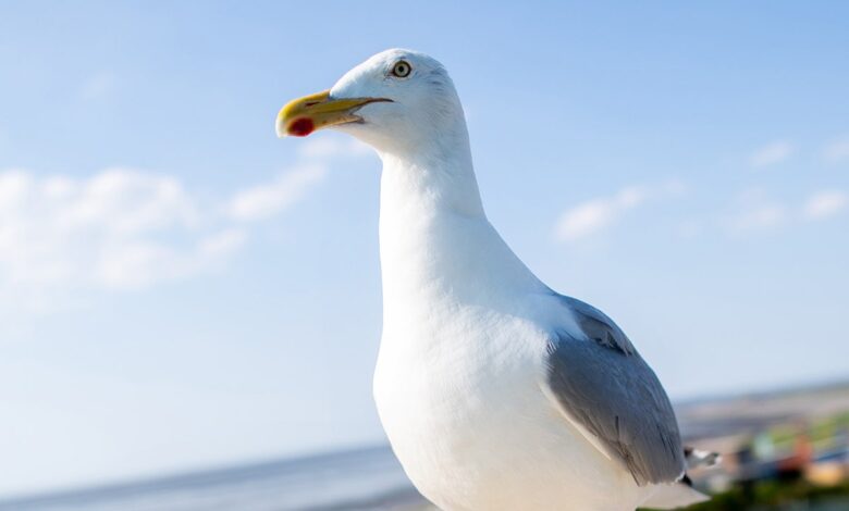 New Jersey man who ripped head off of seagull at pier sparks outrage online: 'Horrible man'