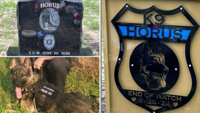 Missouri police officer charged in death of K-9 officer left in hot car