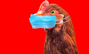 Is It Here? Bird Flu Human To Human Transmission