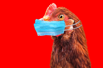 Researchers Claim Bird Flu Is Spreading Silently, & Containment Measures Are “Failing”