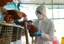 Rising Egg Prices Blamed on Bird Flu