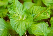 Top 10 Perilla Mint (Shiso) Uses And Benefits 