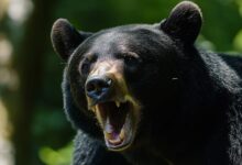 12-Year-Old Boy Shoots And Kills 200 Pound Bear, Saving Dad From Mauling