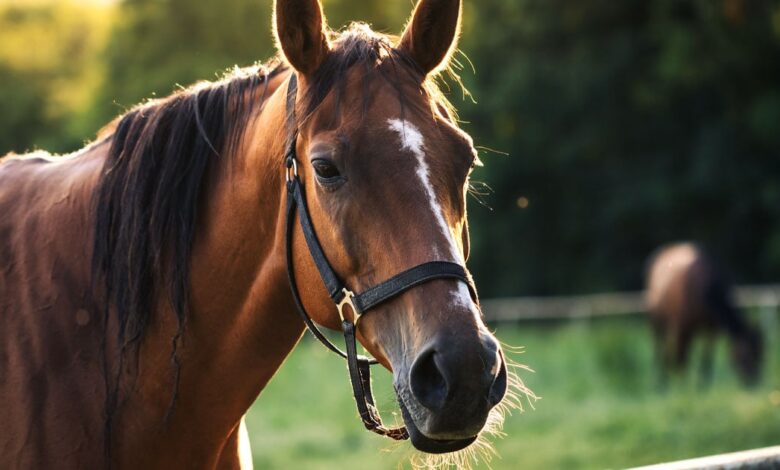 Missouri Homeowner Fatally Shoots Intruder Who Prayed to Horse, Attacked Dog, and Tried to Break In