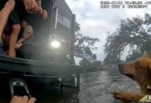 Video shows Hurricane Milton-impacted family, dogs rescued from floodwaters