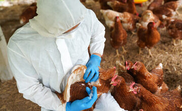 Second Person In Missouri Contracts Bird Flu With NO Exposure To Infected Animals