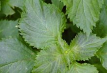 Perilla Mint: Identification and Foraging Guide