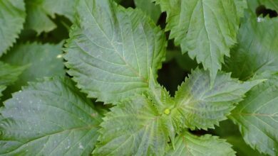 Perilla Mint: Identification and Foraging Guide