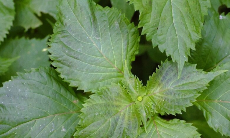 Perilla Mint: Identification and Foraging Guide