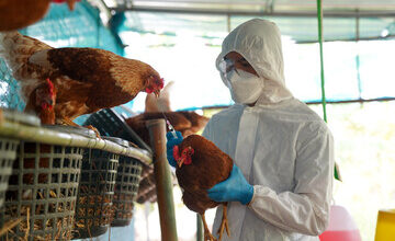 4 Egg Farm Workers Tested Positive For Bird Flu In California