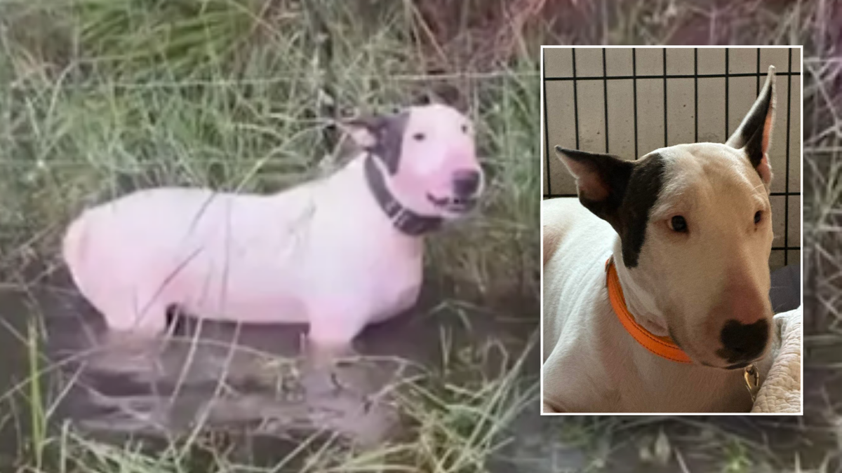 Before and after pictures of Trooper the bull Terrier