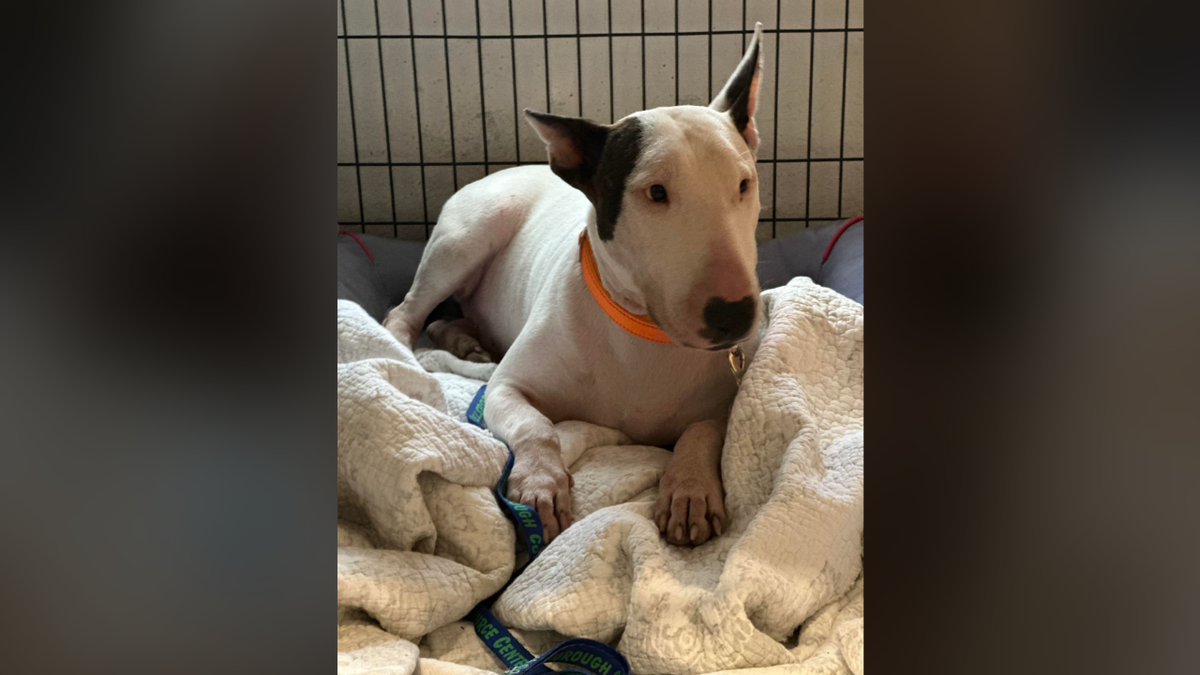 Trooper the bull terrier