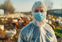 Canada Reports Its First Case Of Human Bird Flu