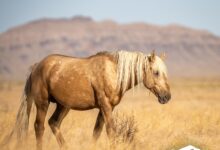 Utah authorities offering k reward for information on shooting death of wild horse