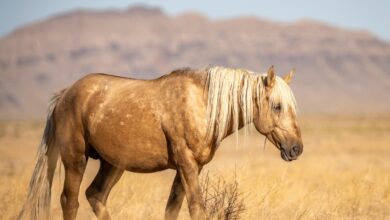 Utah authorities offering k reward for information on shooting death of wild horse