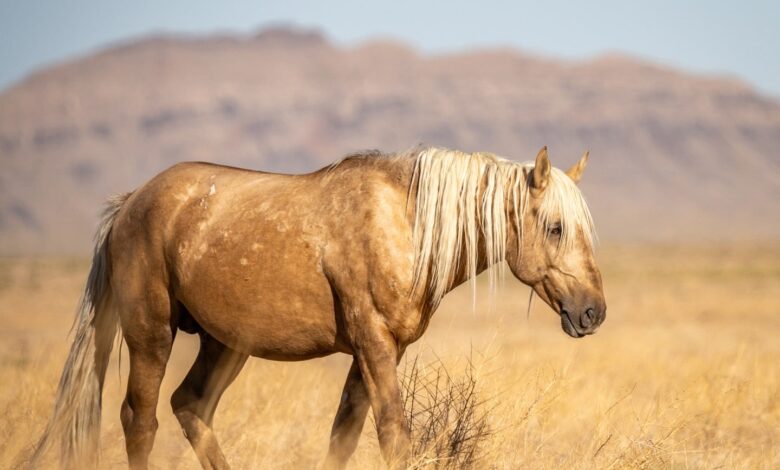 Utah authorities offering k reward for information on shooting death of wild horse