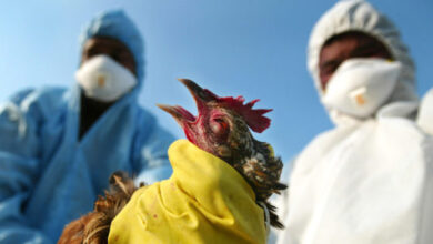 Bird Flu Detected In Oahu, Hawaii For The First Time