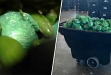 More than M in meth concealed in shipment of peppers seized at Texas-Mexico border