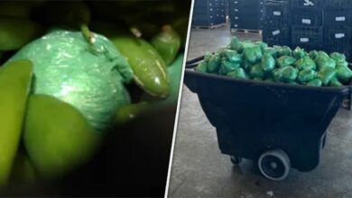 More than M in meth concealed in shipment of peppers seized at Texas-Mexico border