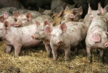 Pig Infected With Bird Flu In Oregon