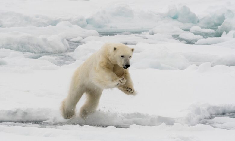 Husband leaps onto polar bear that lunged at wife in surprise attack: police Husband leaps onto polar bear that lunged at wife in surprise attack: police