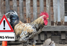 Louisiana Patient Tests Positive For Bird Flu – On Par With Dr. Peter Hotez’s Pandemic Threats