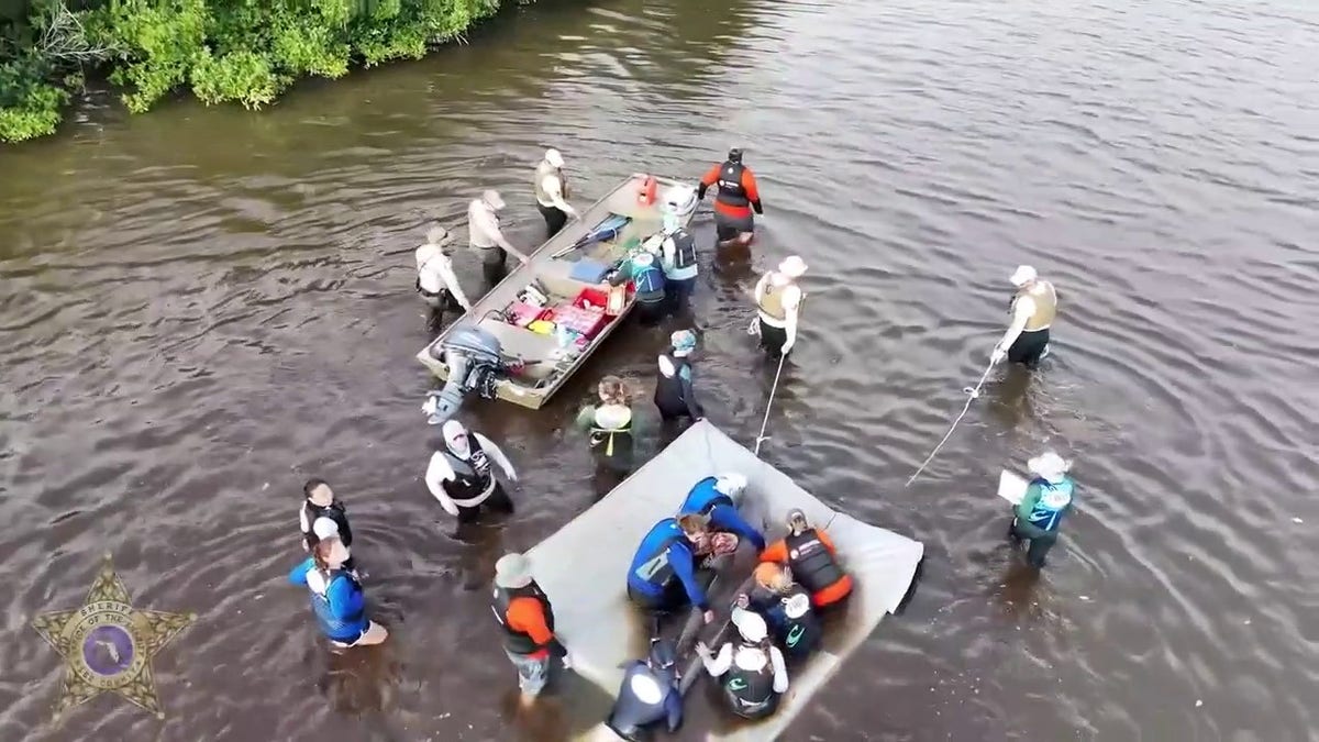 Dolphins pulled out of shallow lagoon