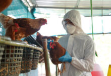 Bird Flu Response: Biden Admin Allocates 6 Million In Its Final Days