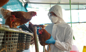 Bird Flu Response: Biden Admin Allocates 6 Million In Its Final Days