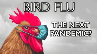 Scientists: The Risk of a Bird Flu Pandemic Is Rising