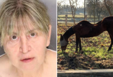 27 dead horses found in California, leading to woman's arrest