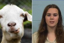 Texas cheerleader accused of poisoning rival's show goat barred from caring for her pets on her own