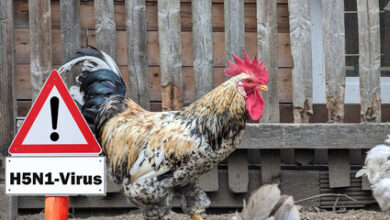 Ruling Class Doubles .1 Billion Already Spent To “Fight” Bird Flu