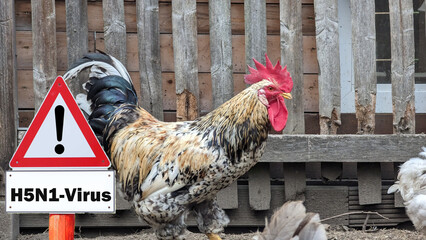 USDA Secretary Brooke Rollins REJECTS Bird Flu Vaccines, Focuses On Biosecurity To Lower Egg Prices