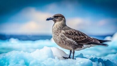 Bird Flu Is “Killing” Birds In Antartica