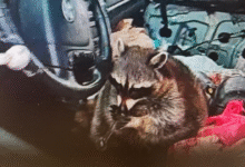 Pet raccoon caught with meth pipe in its mouth when cops pulled over Ohio woman: 'Expect the unexpected'