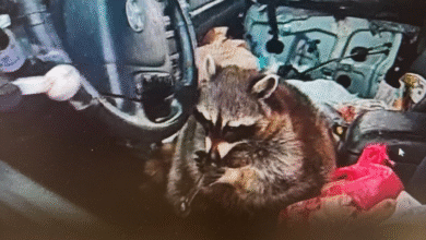 Pet raccoon caught with meth pipe in its mouth when cops pulled over Ohio woman: 'Expect the unexpected'