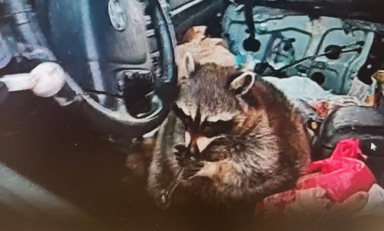 Pet raccoon caught with meth pipe in its mouth when cops pulled over Ohio woman: 'Expect the unexpected'